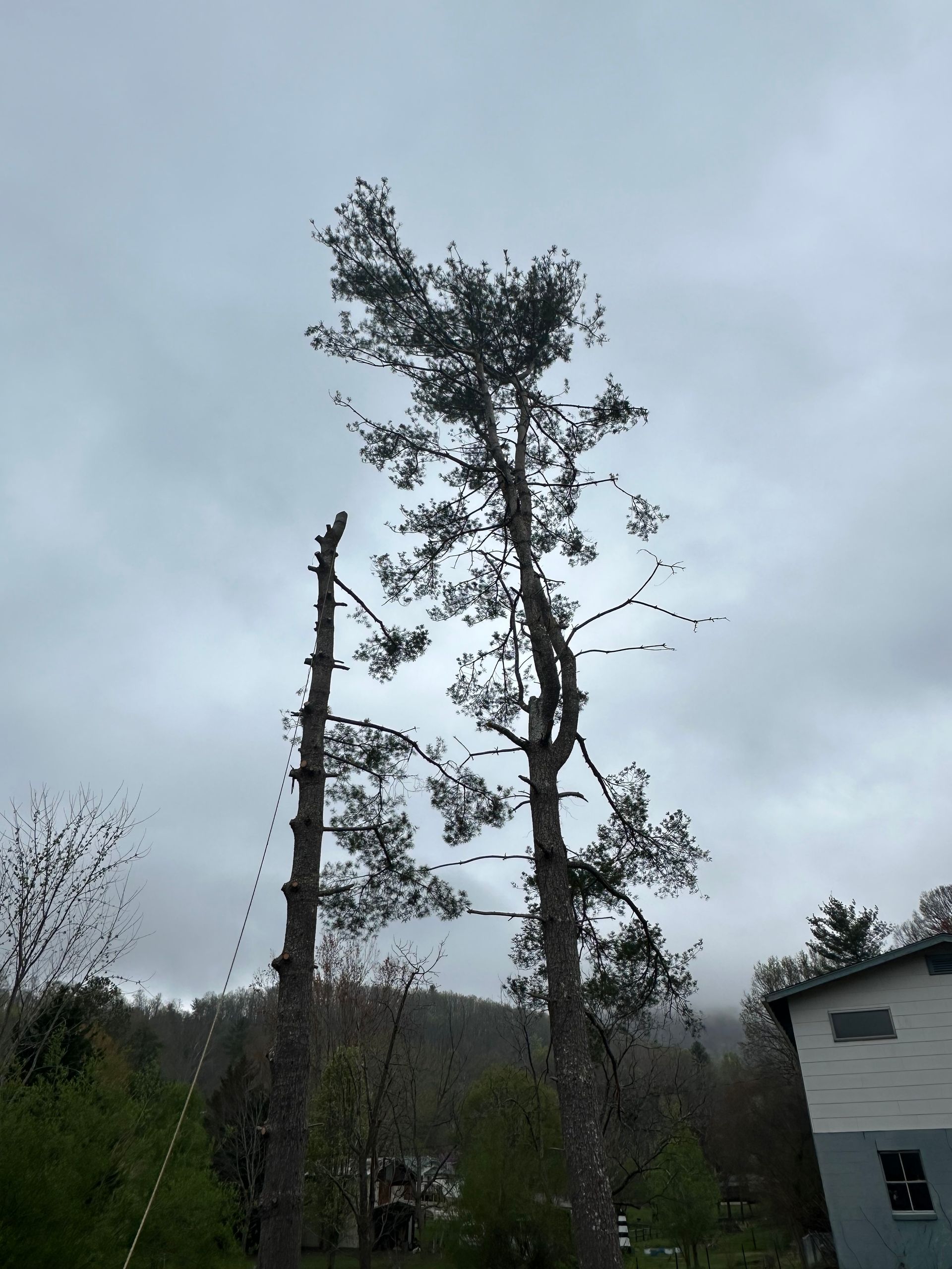 A few trees in front of a house on a cloudy day