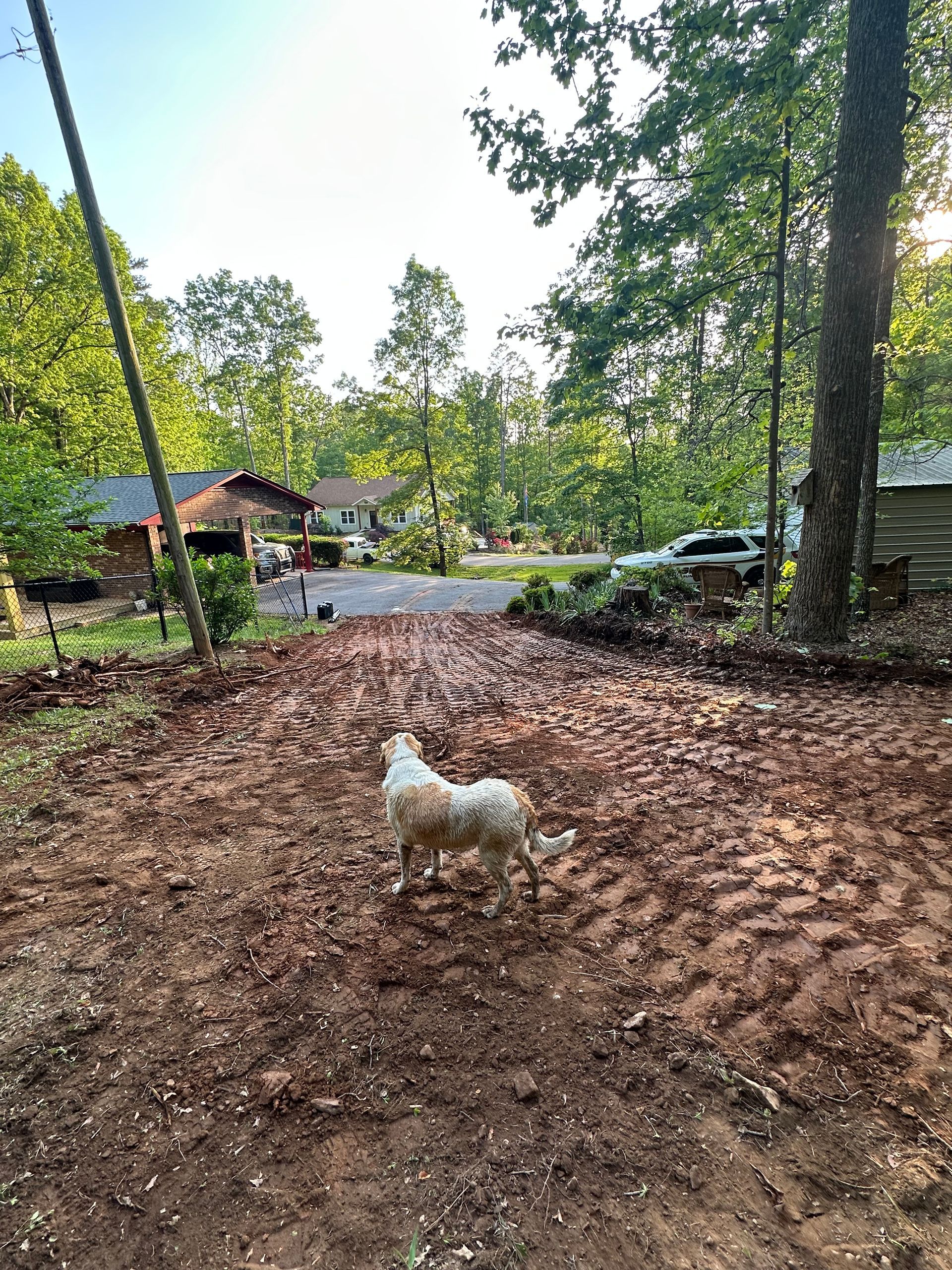 A dog is standing in the dirt in front of a house.