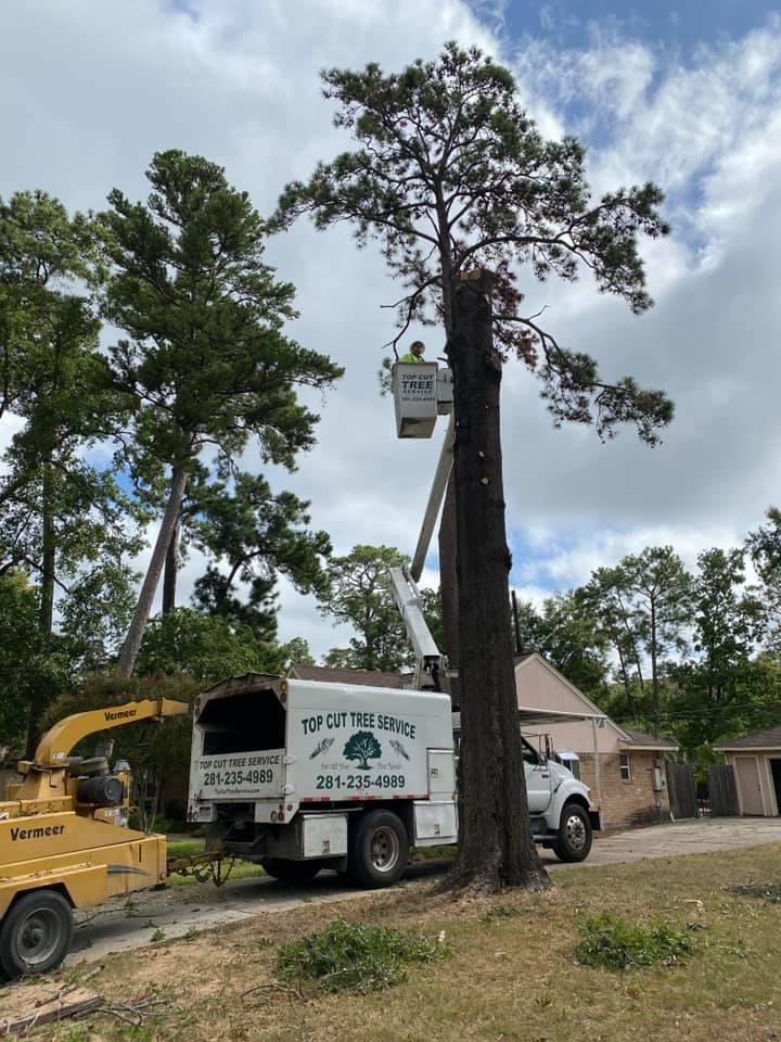 Tree Service Conroe, TX Top Cut Tree Service