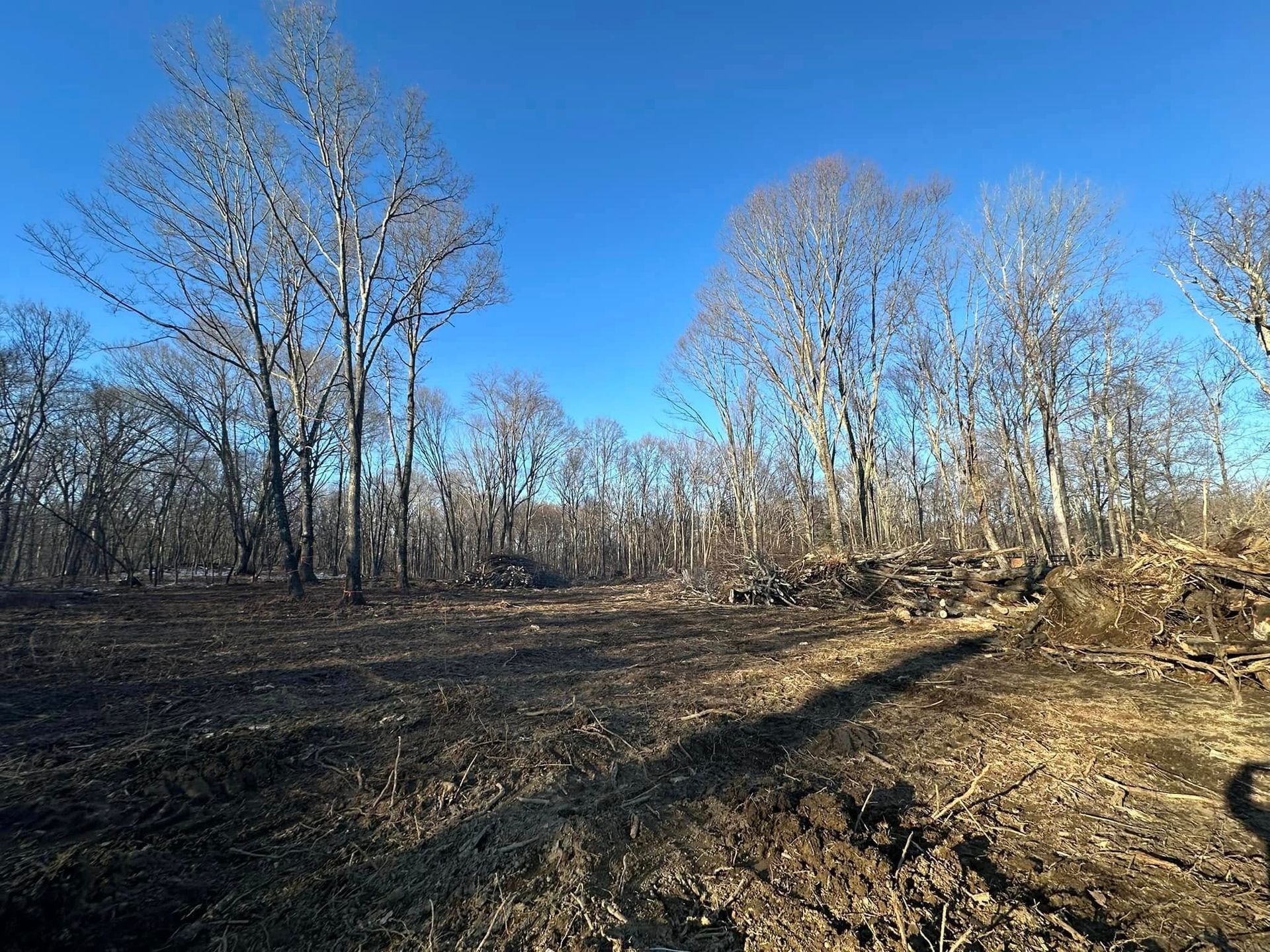 Bare trees in a field under a bright blue sky, casting long shadows.