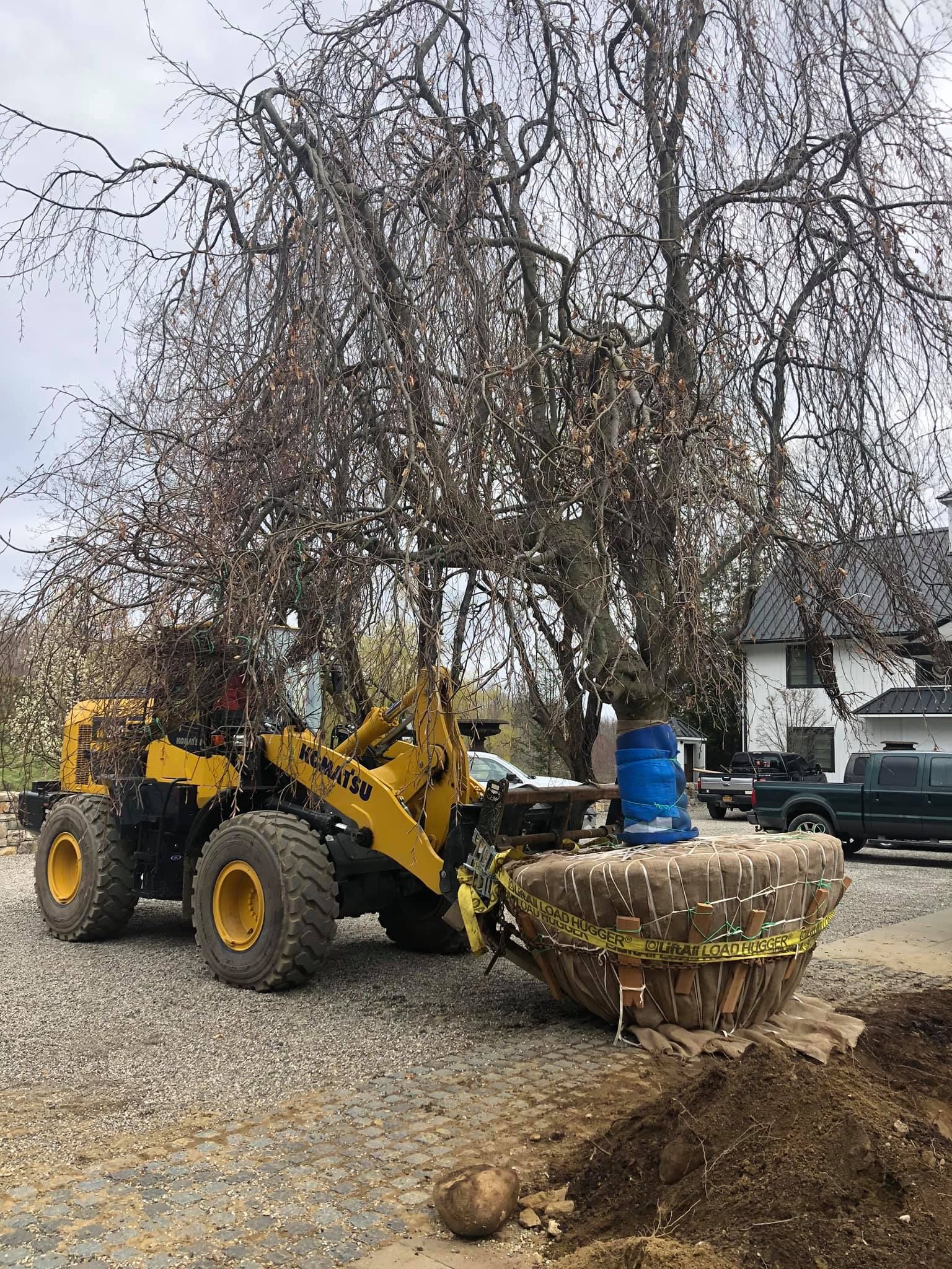 Yellow front-end loader lifts a large, concrete planter. Building, trees, and cars are in the background.