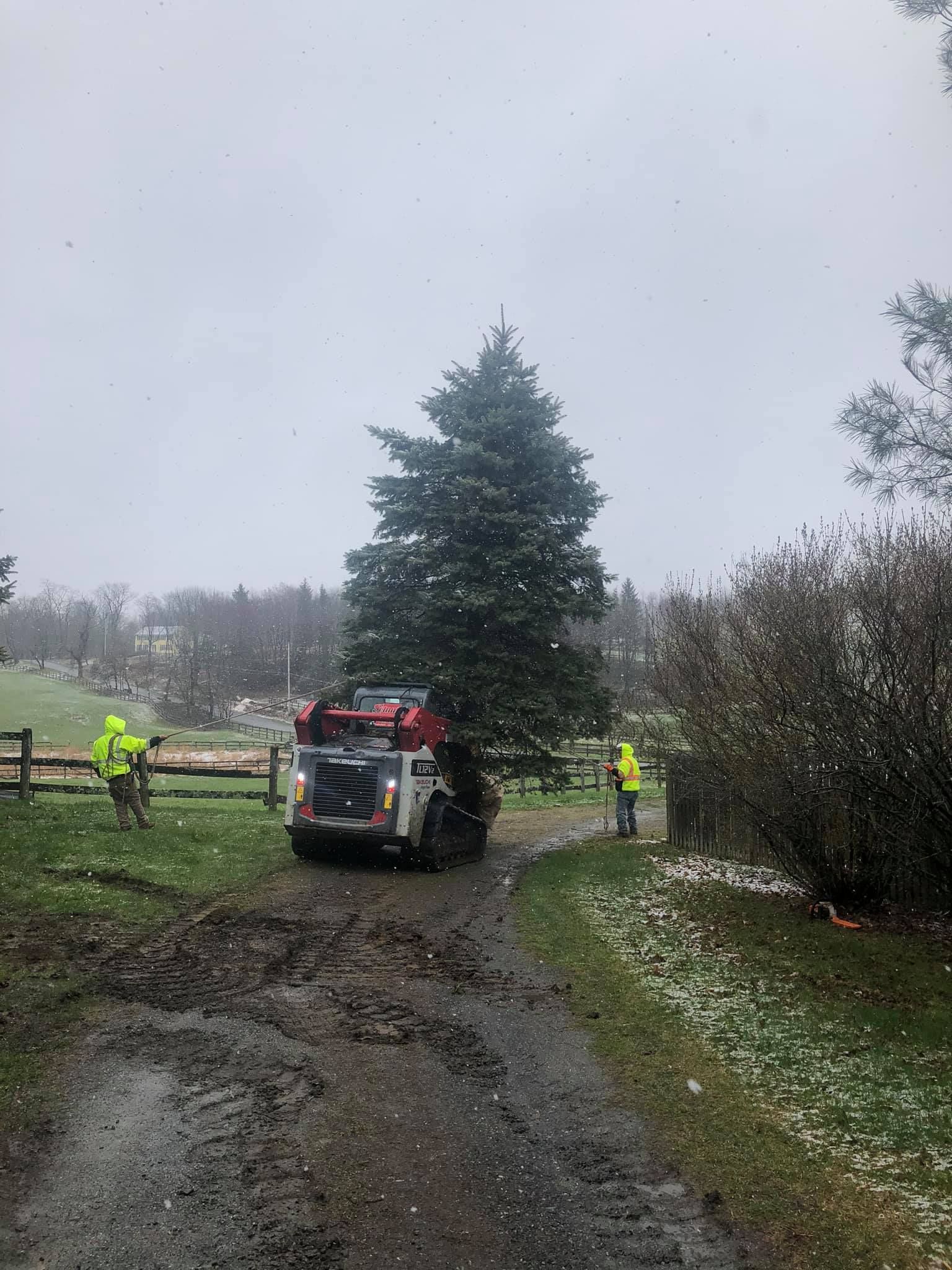 Workers with a skid steer move a large evergreen tree down a muddy road, with falling snow.