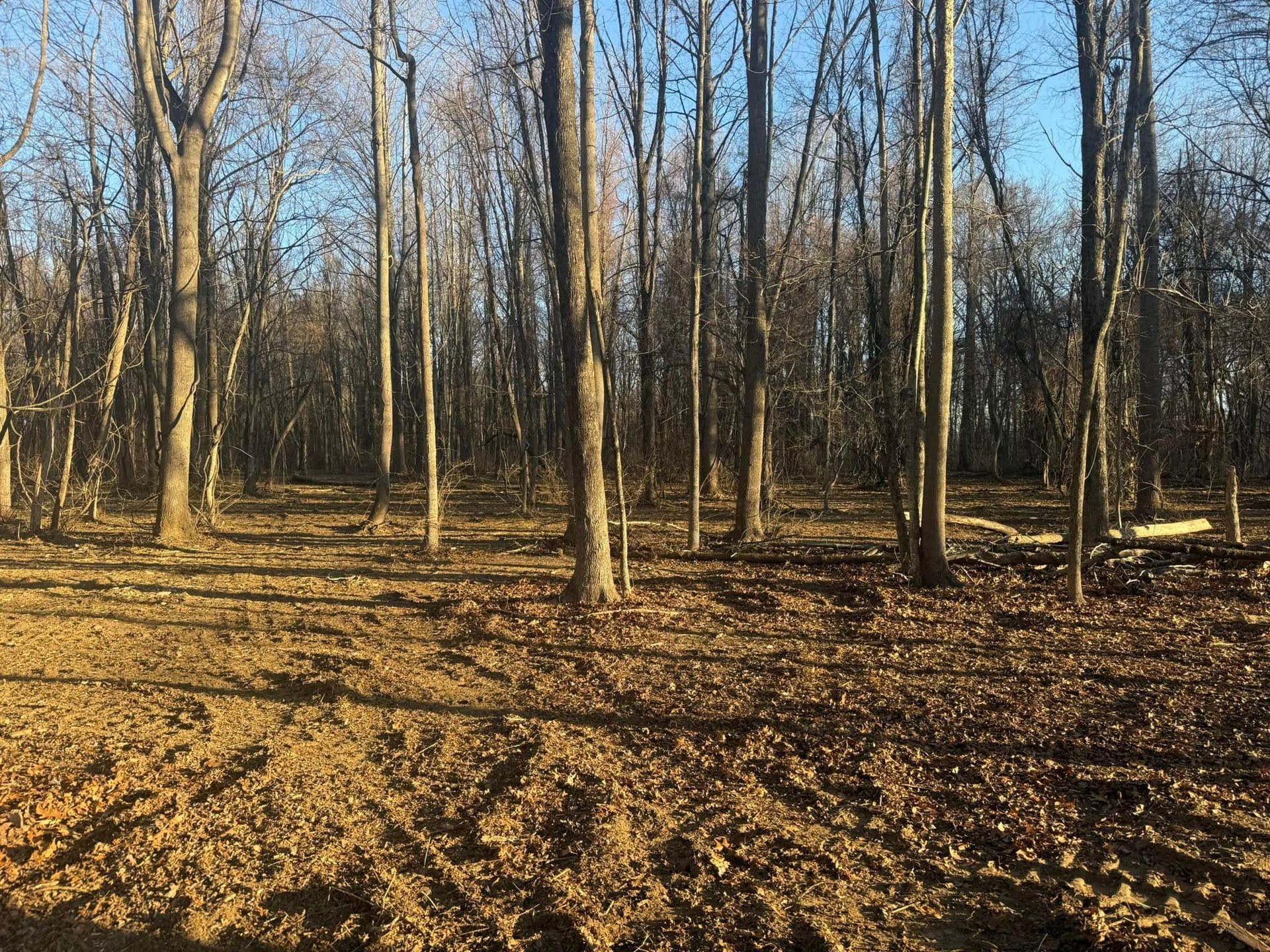 Brown dirt clearing with bare trees under a blue sky.