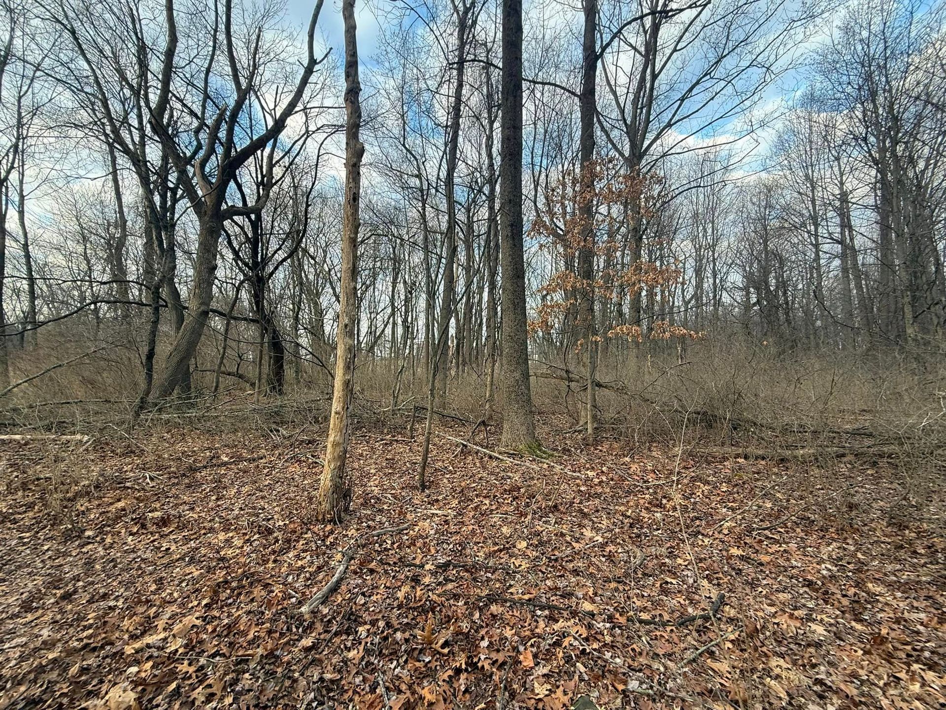 Forest with bare trees and brown leaves on the ground under a partly cloudy sky.