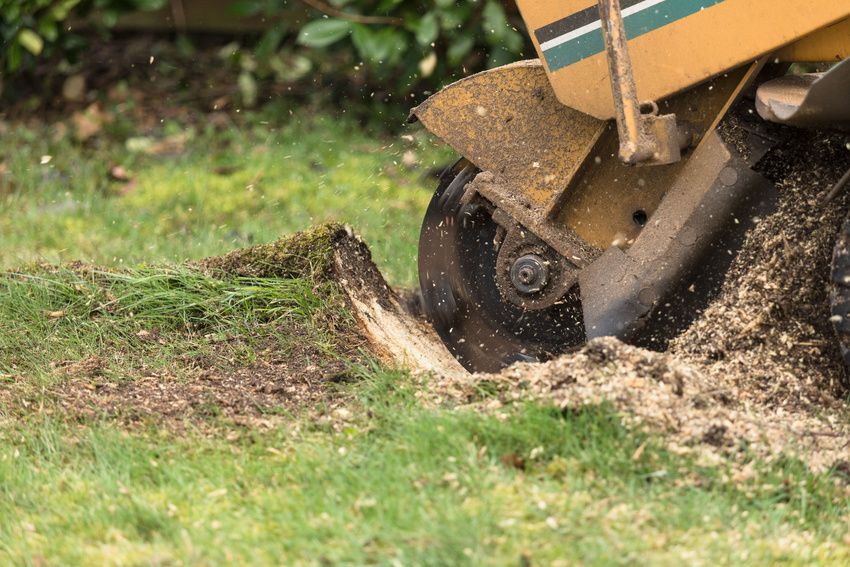 A tree stump grinder is grinding a tree stump in a lawn.