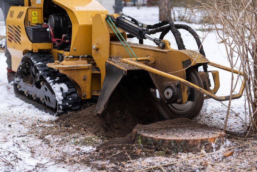 A stump grinder is cutting a tree stump in the snow.