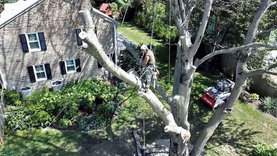 An aerial view of a tree being cut down in front of a house.