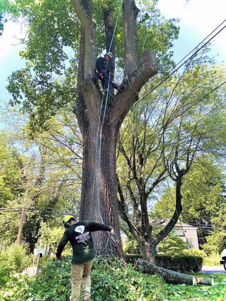 A man is standing next to a tree that is being cut down.