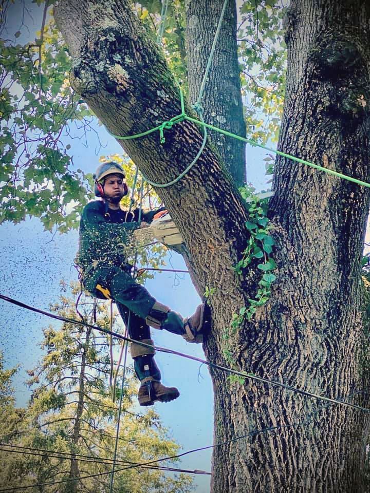 A man is climbing up the side of a tree.