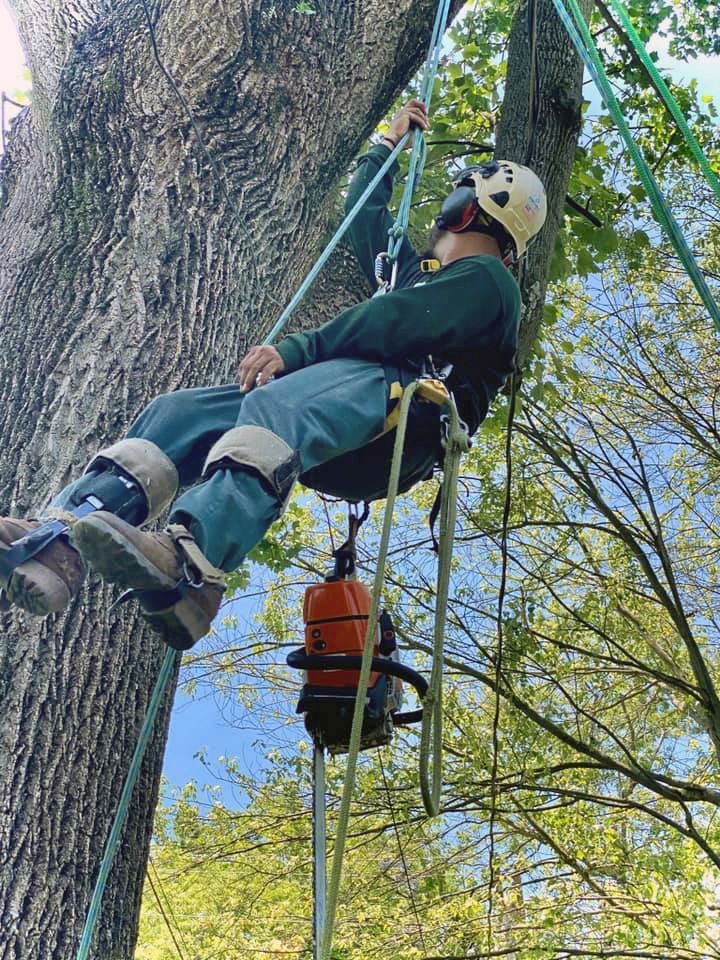 A man is climbing a tree with a chainsaw attached to it.