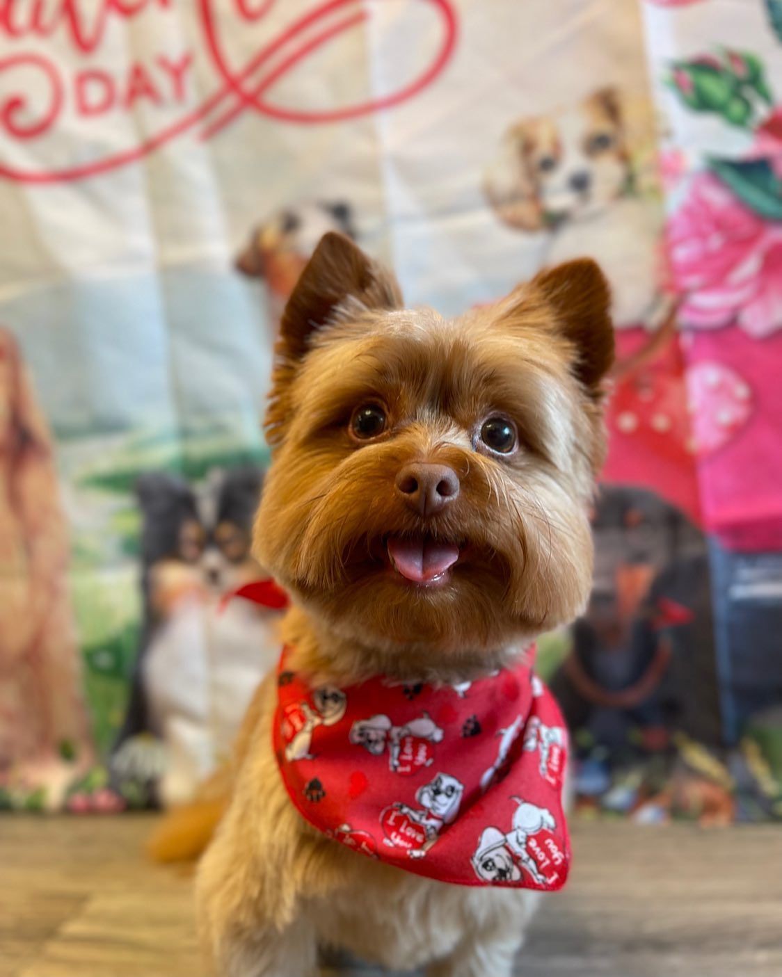 A small brown dog wearing a red bandana is looking at the camera