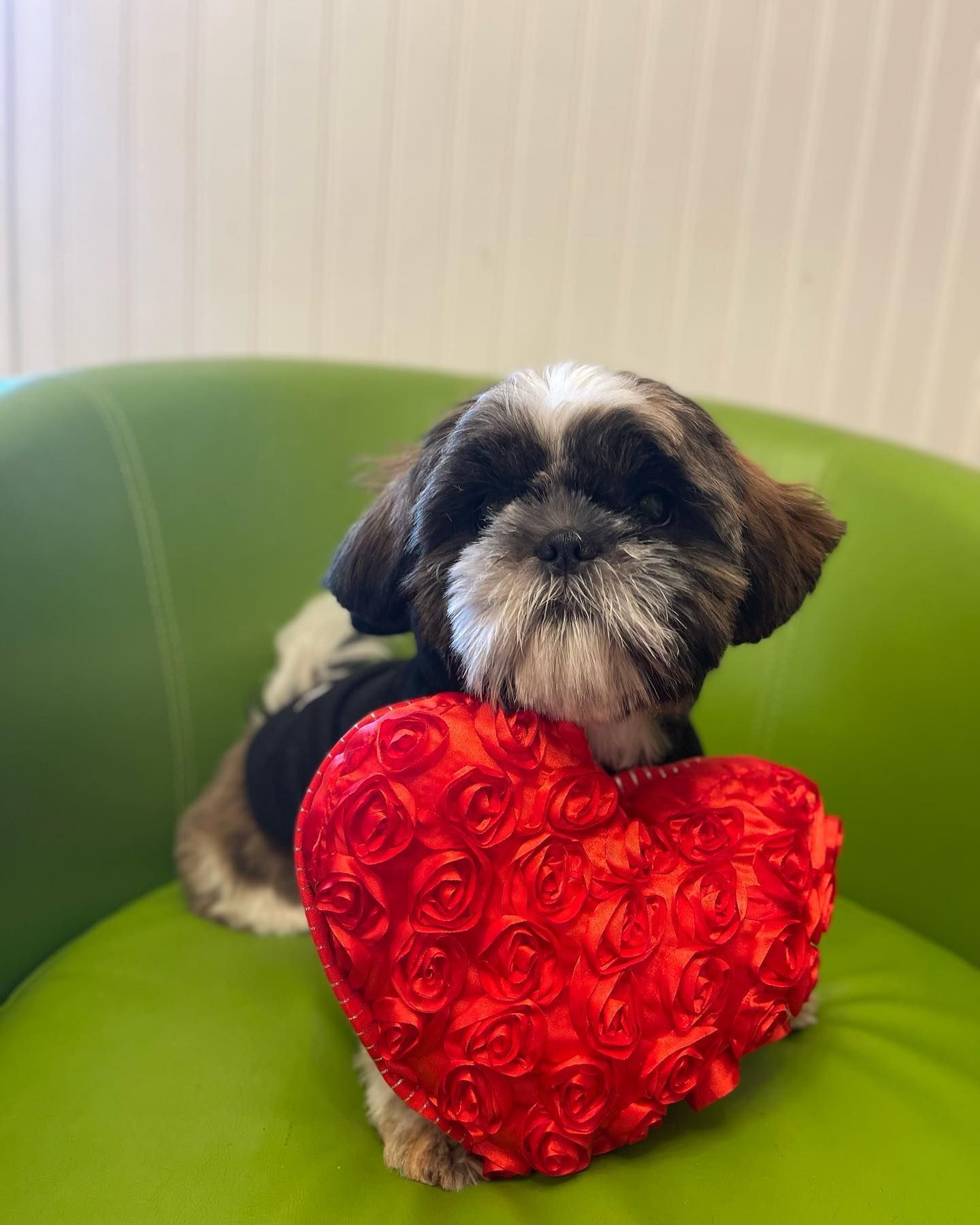 A small dog is holding a red pillow.