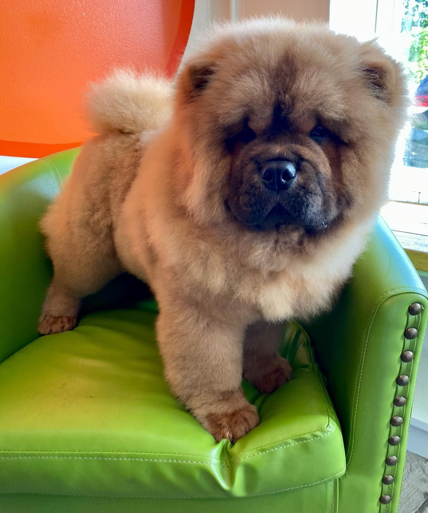 A chow chow puppy is sitting on a green chair.
