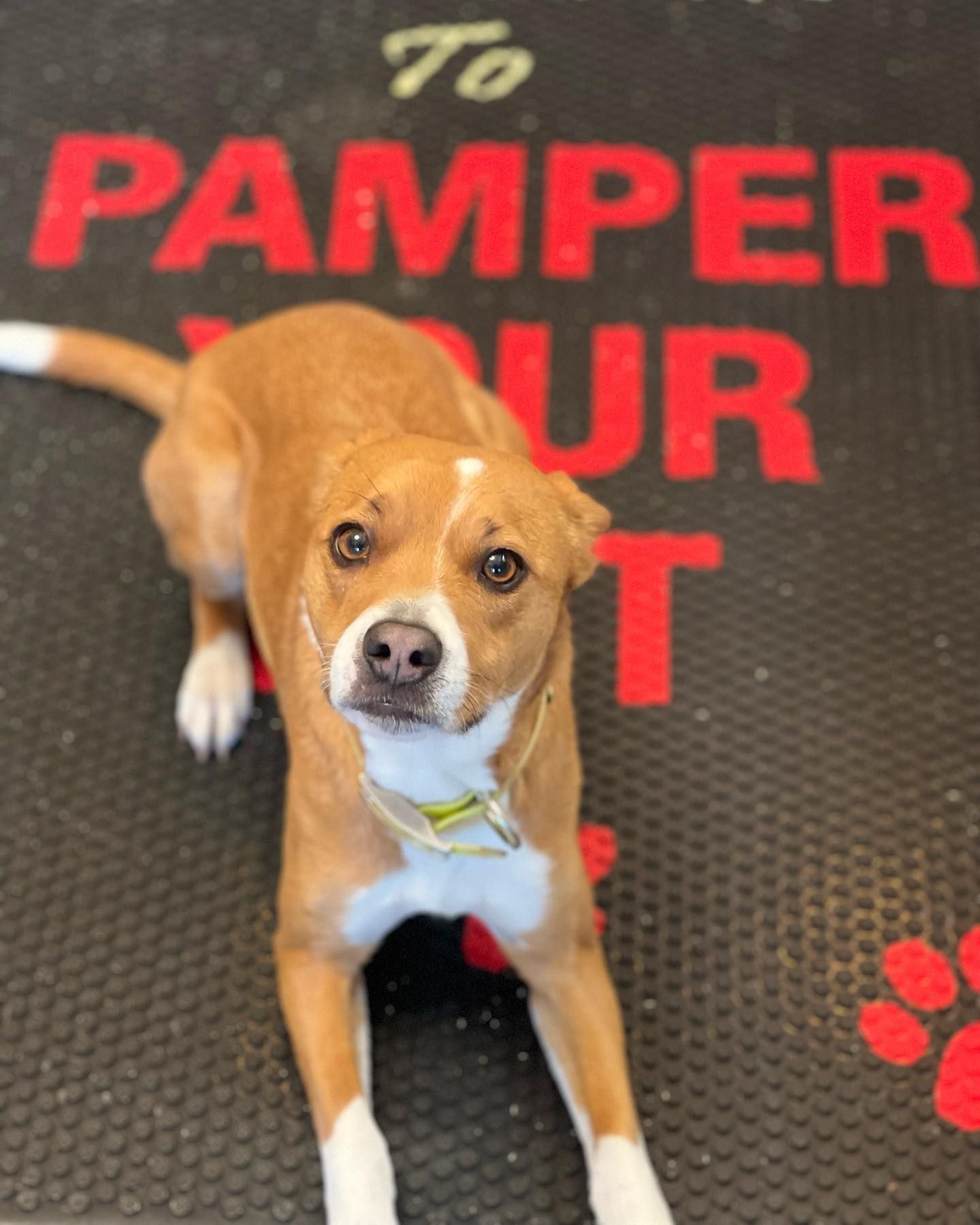 A brown and white dog laying on a mat that says to pamper your t
