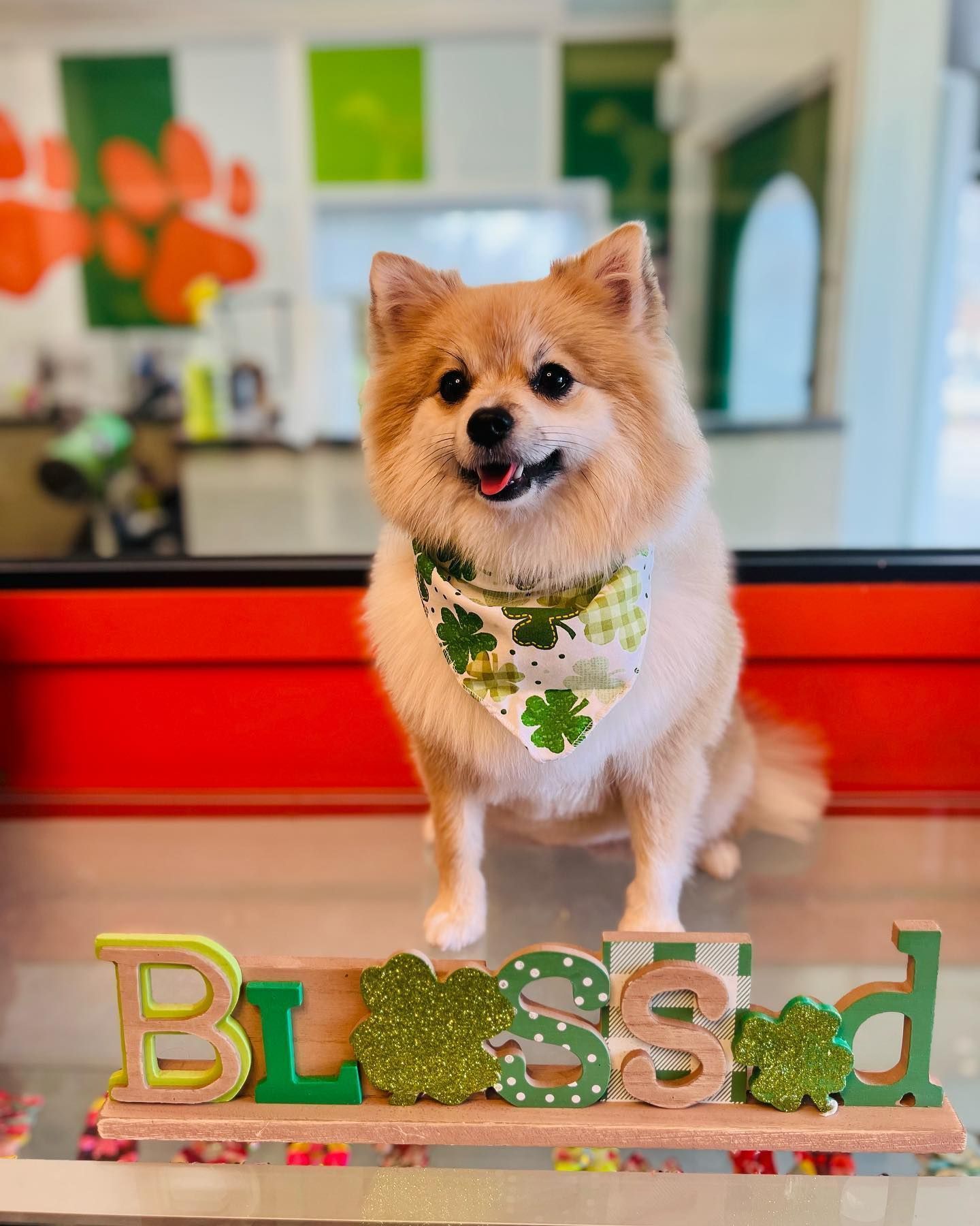 A small dog is standing next to a sign that says blessed.