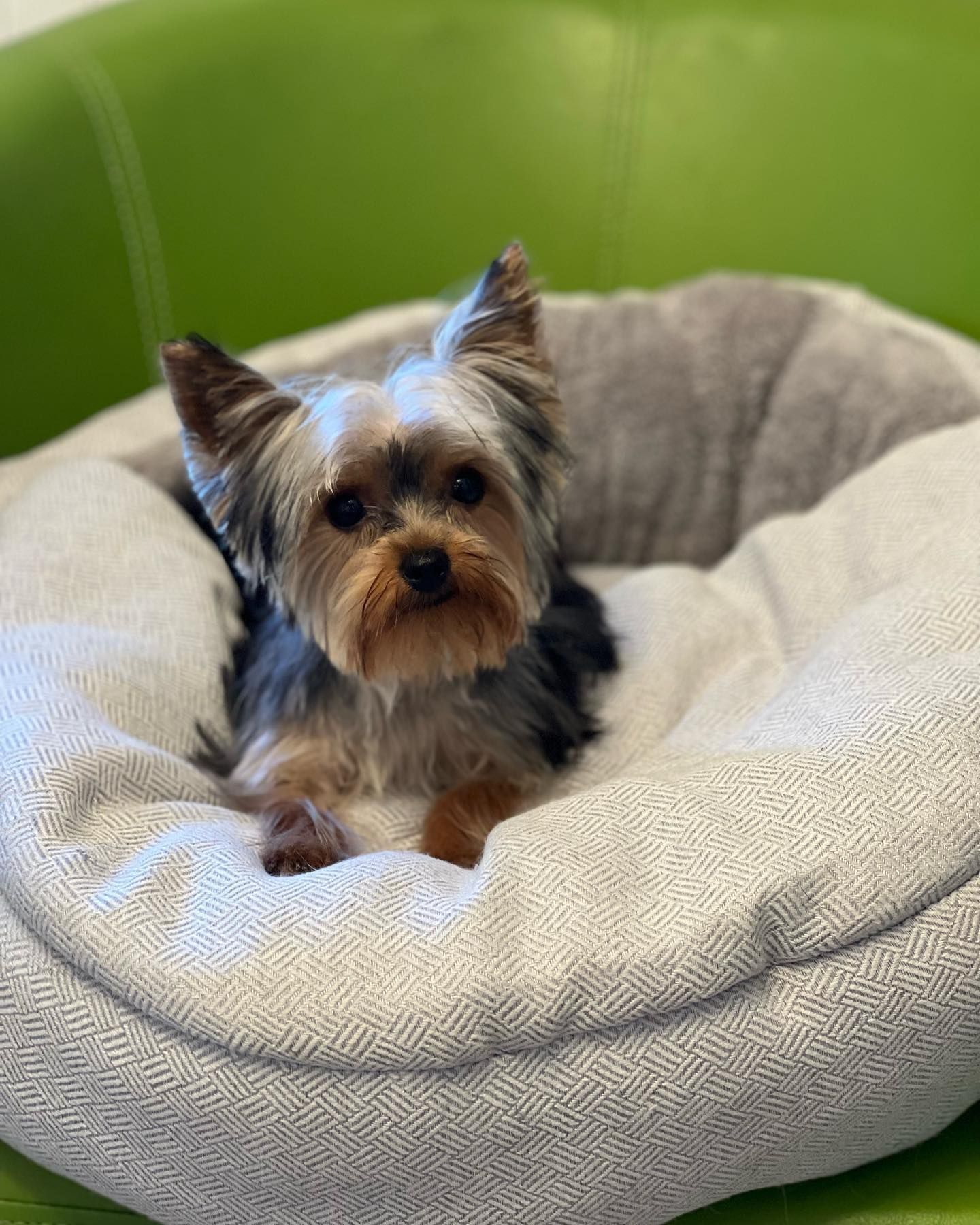 A small dog is sitting in a dog bed on a green chair.