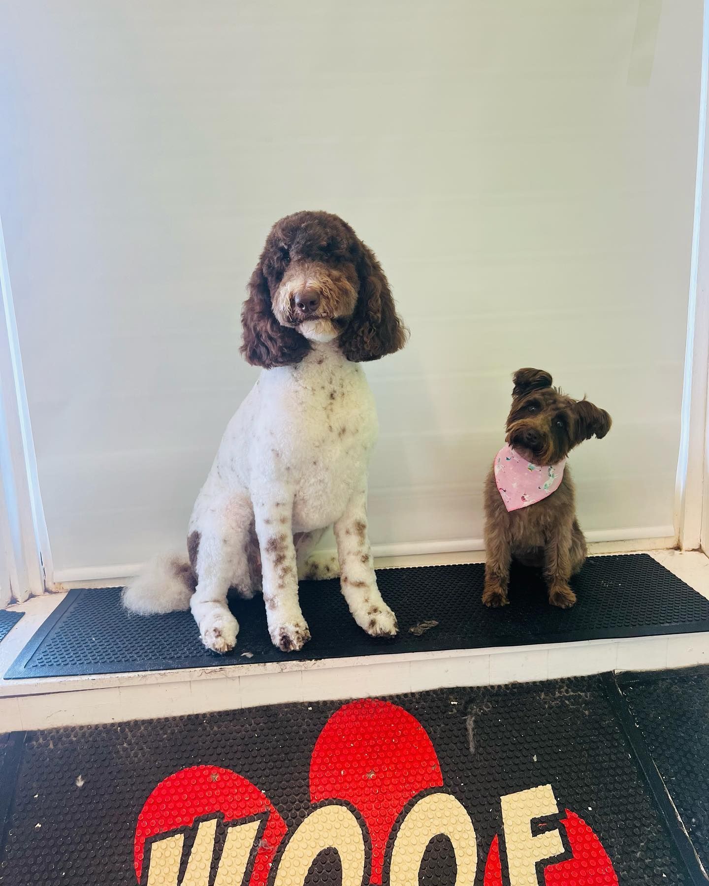 Two dogs are sitting next to each other on a mat.