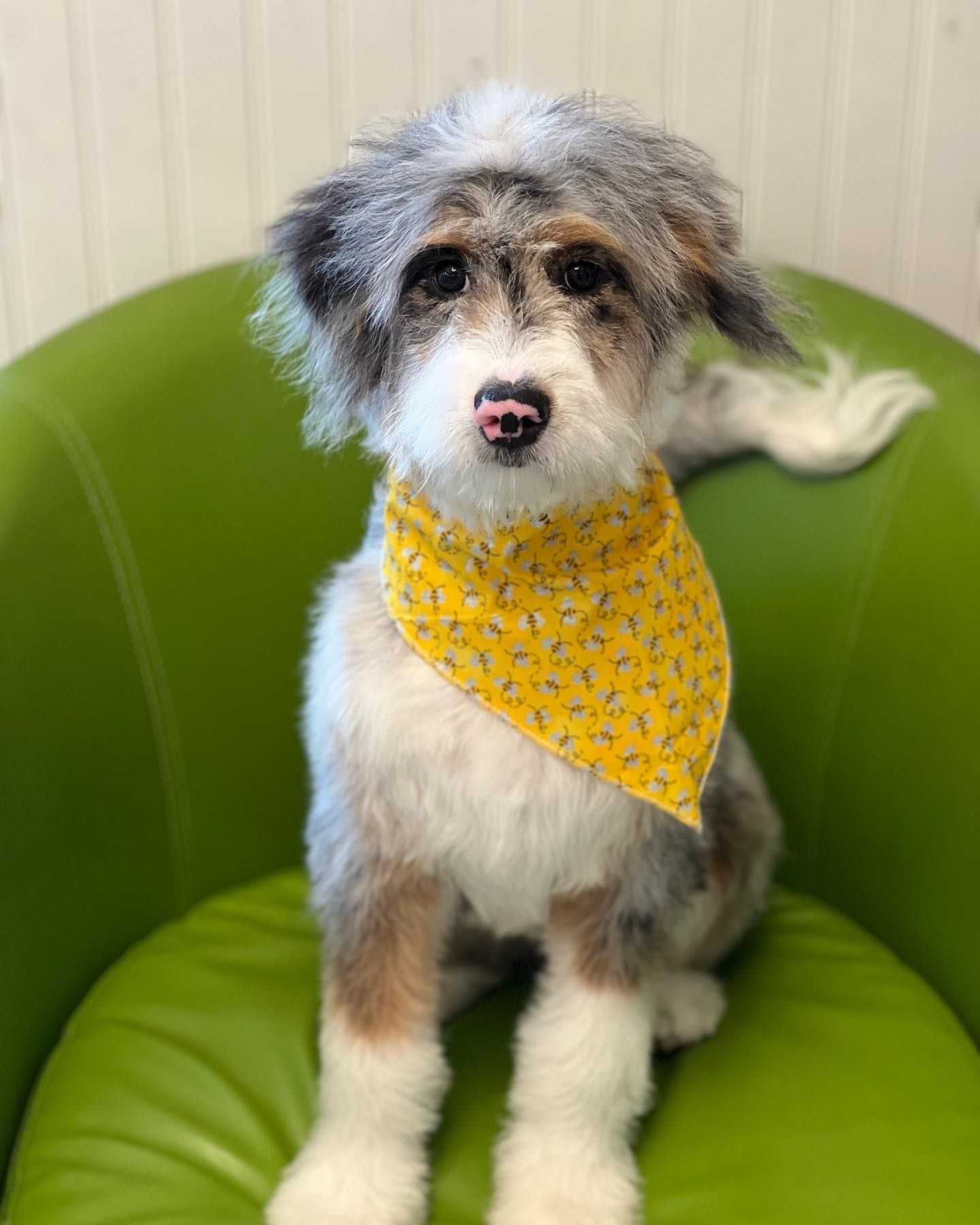 A small dog wearing a yellow bandana is sitting on a green chair.