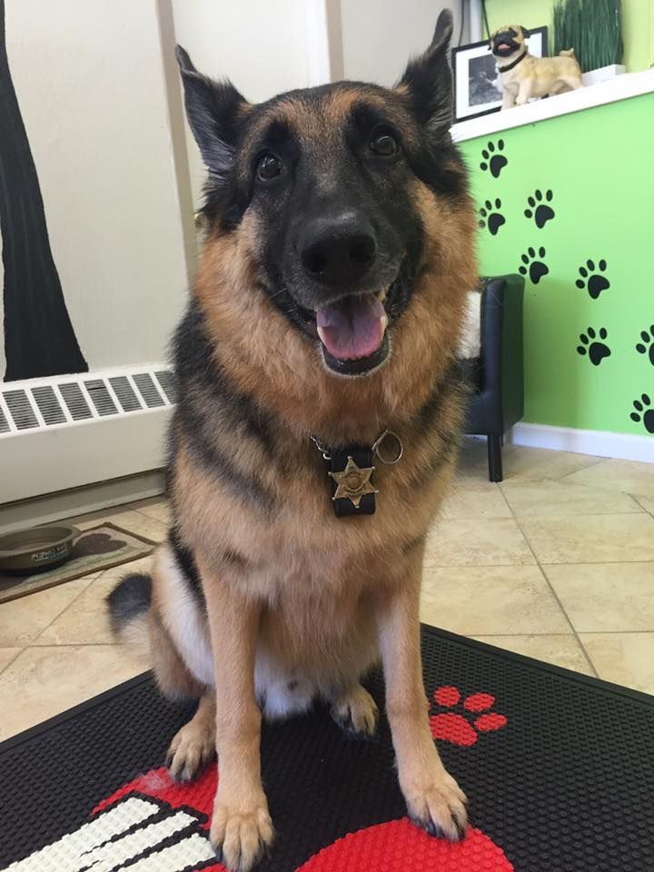 A german shepherd wearing a sheriff 's badge is sitting on a mat in a room.