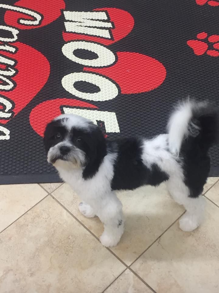A black and white dog standing in front of a rug that says woof