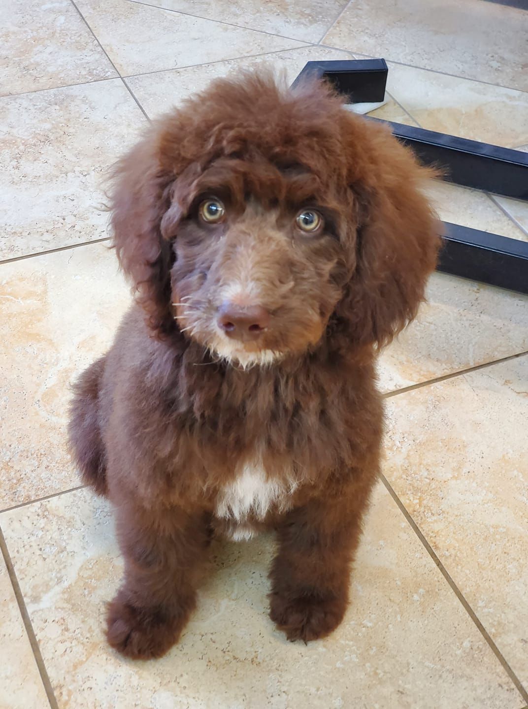 A brown poodle puppy is sitting on a tiled floor looking at the camera.