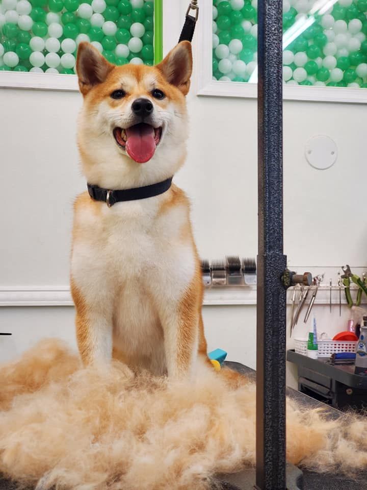A dog is sitting on a table with a lot of hair on it.