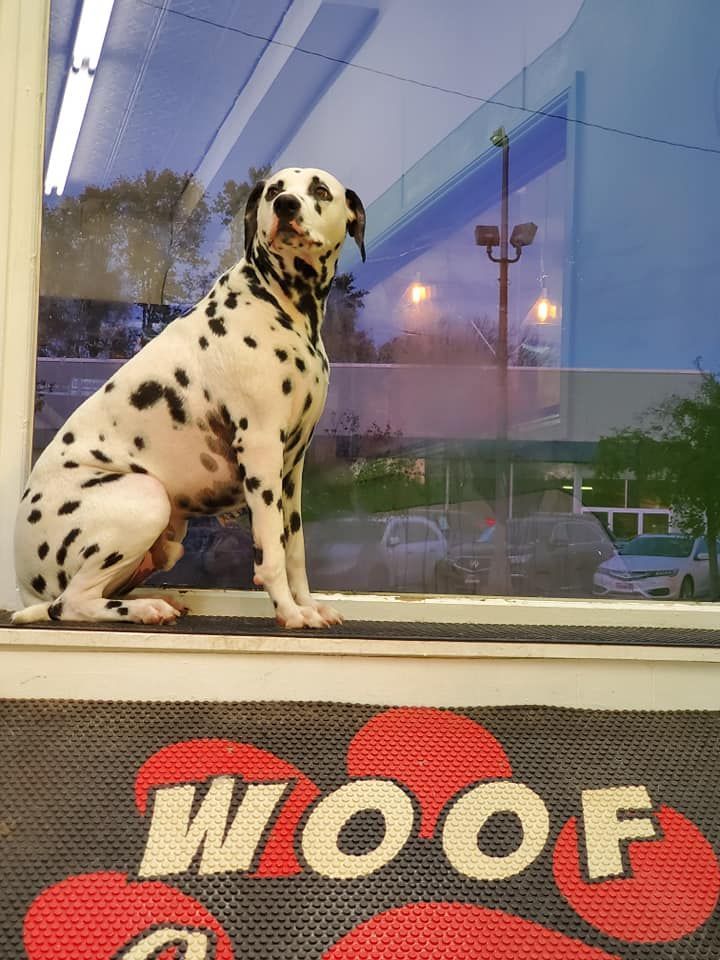 A dalmatian dog sitting on a window sill next to a woof sign