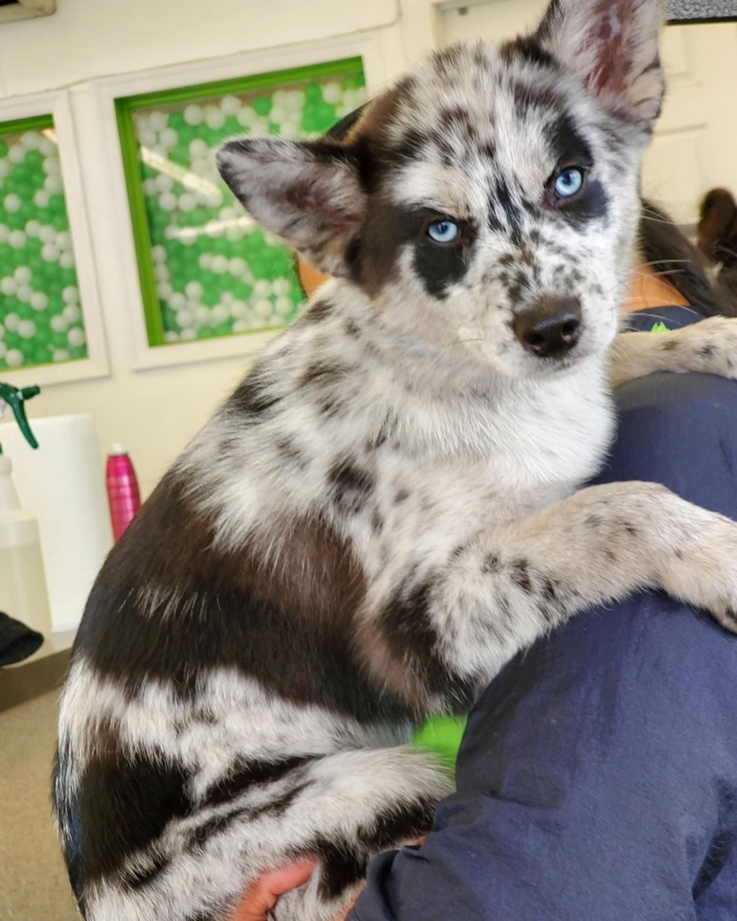 A person is holding a black and white dog with blue eyes