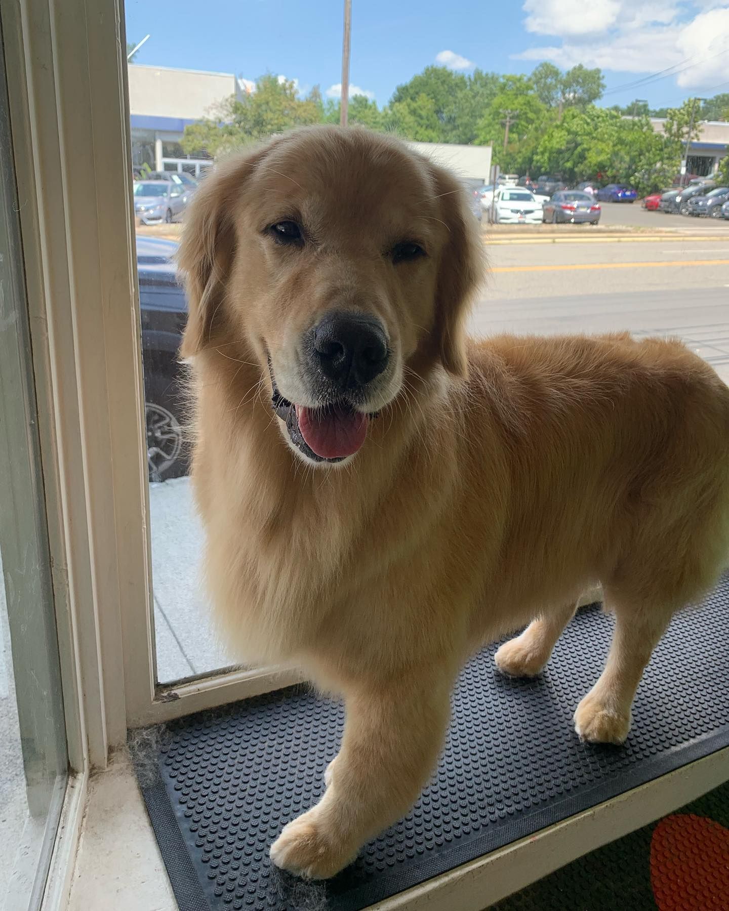A dog is standing on a mat in front of a window.
