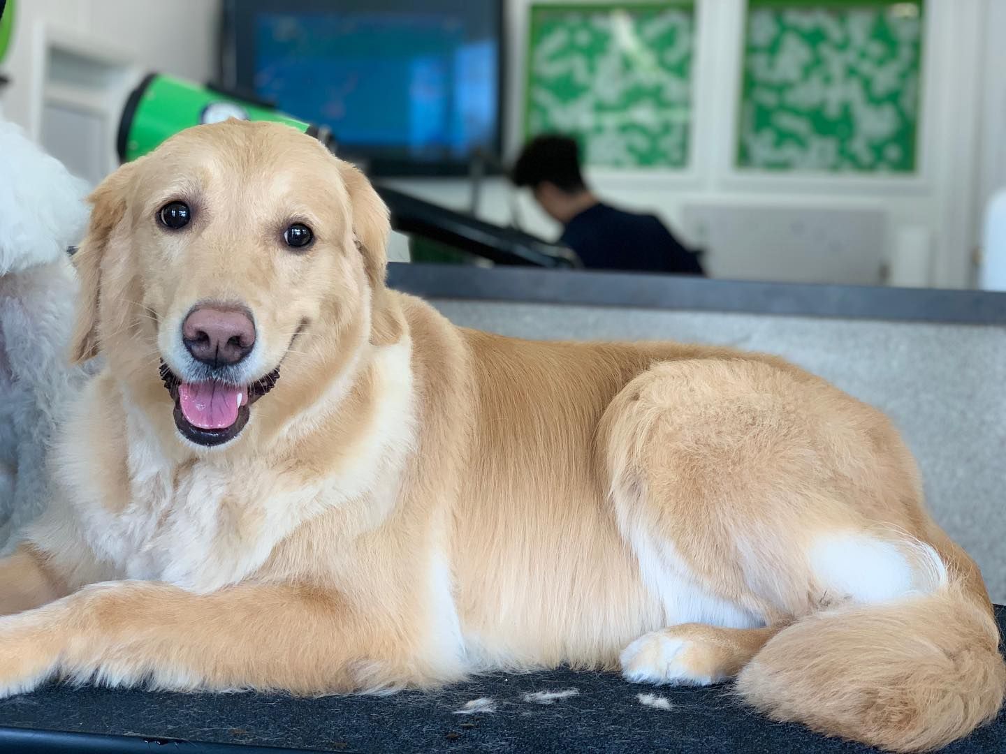 A dog is laying on a table with its tongue hanging out.