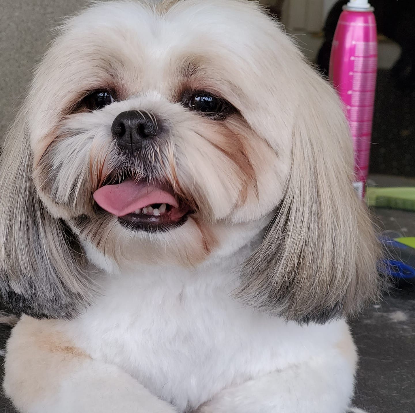 A small brown and white dog with its tongue out