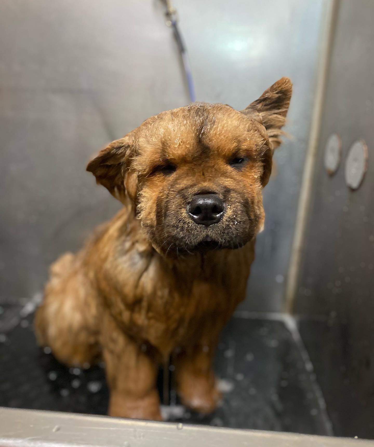 A brown dog is sitting in a cage and looking at the camera