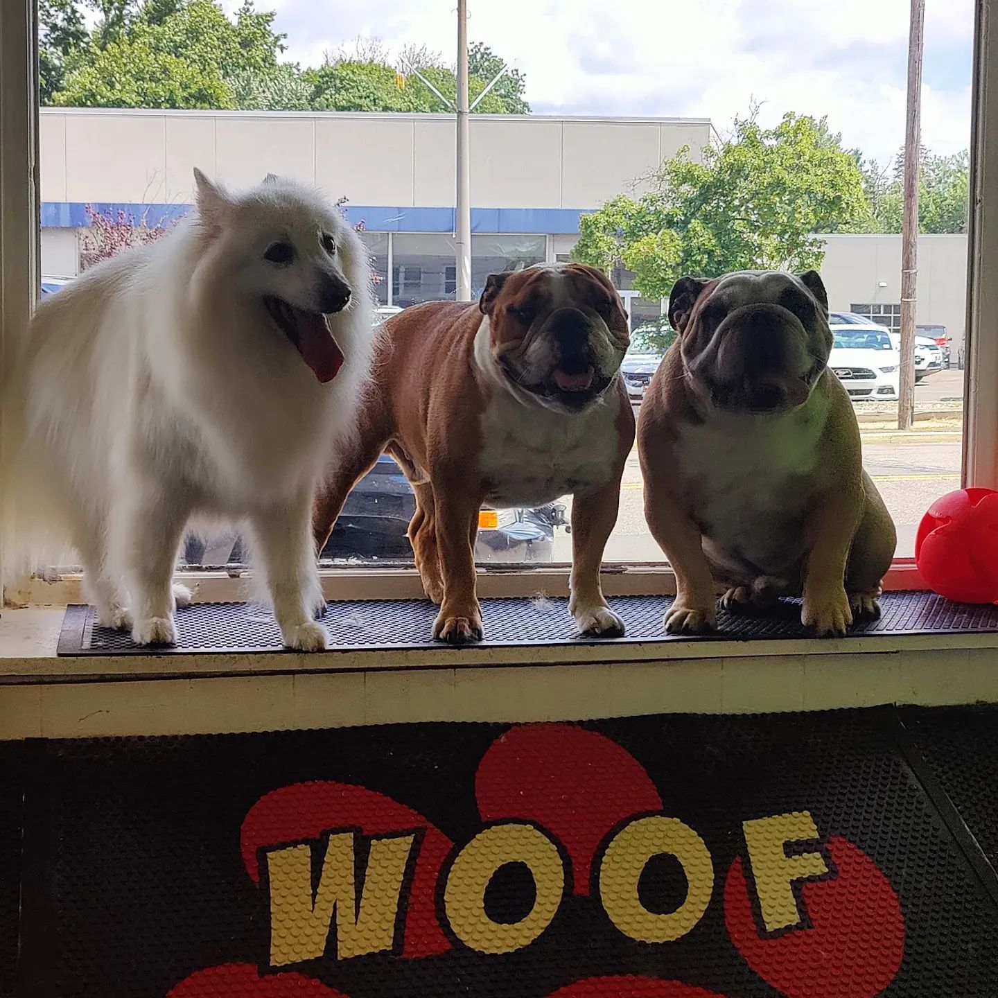 Three dogs are standing in front of a woof sign