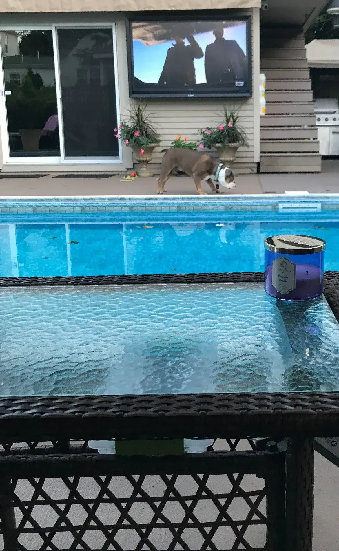 A dog is walking next to a swimming pool.