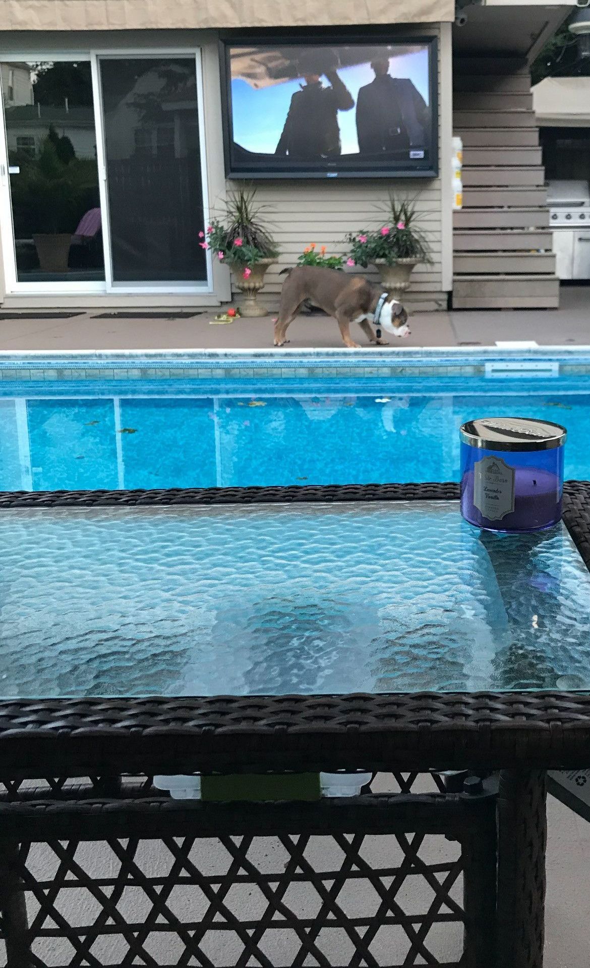 A dog is walking next to a swimming pool.