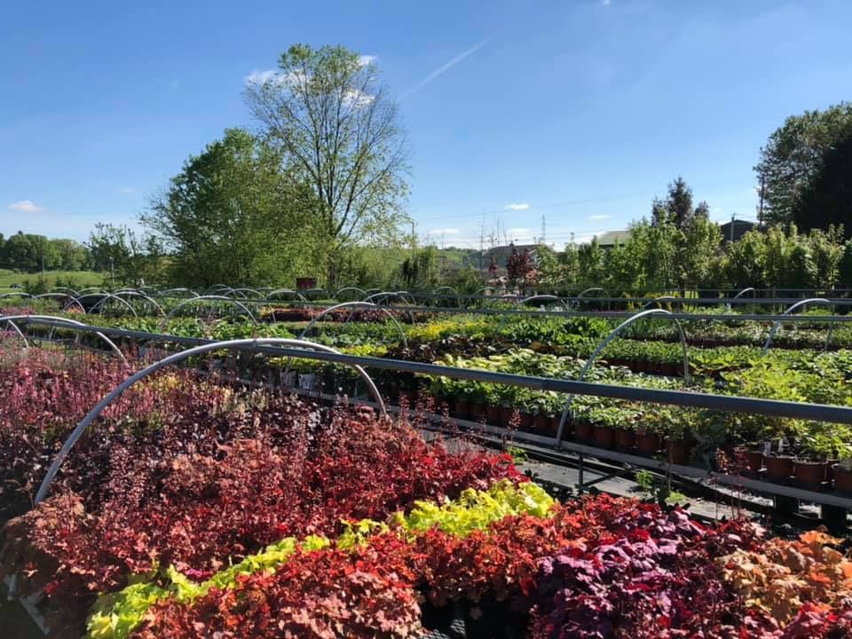 A greenhouse filled with lots of plants on a sunny day.
