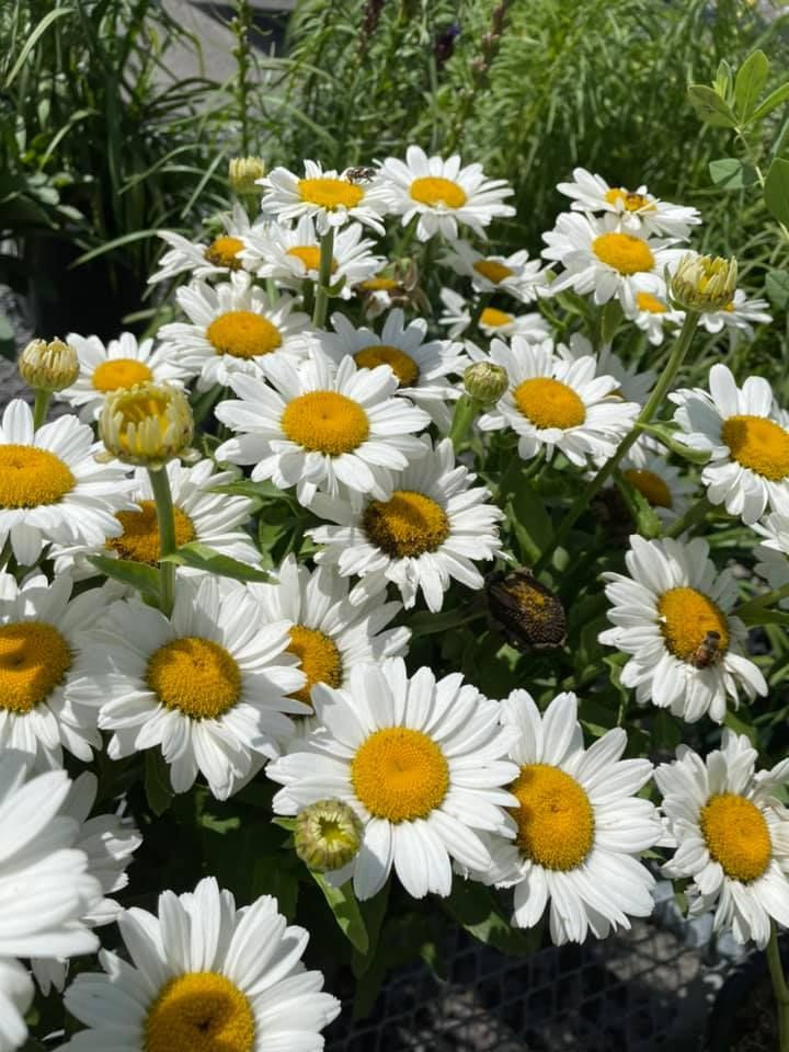 A bunch of white daisies with yellow centers