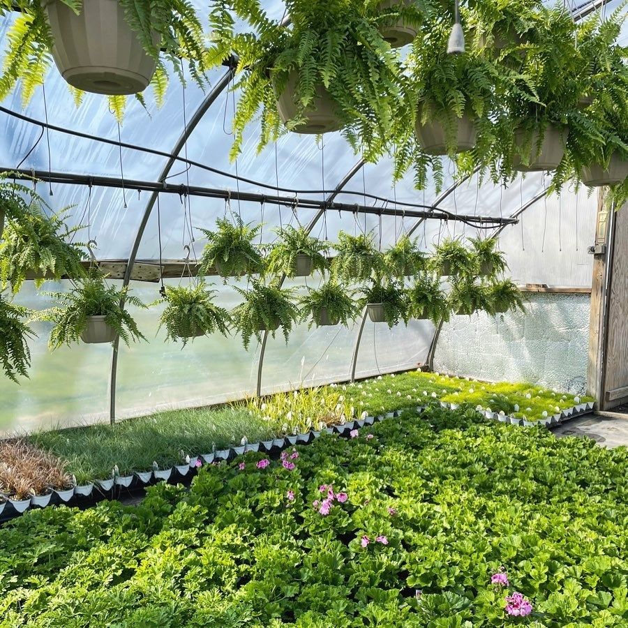 A greenhouse filled with lots of plants and ferns hanging from the ceiling.