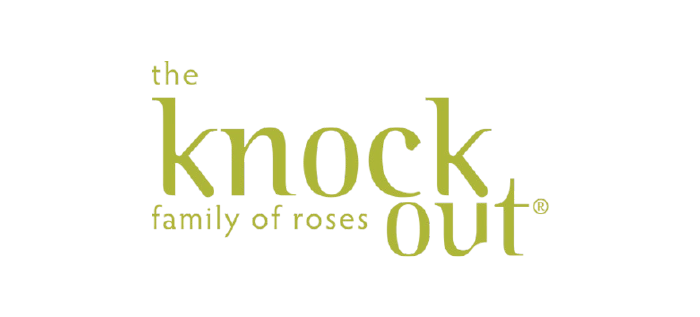 Knock Out Roses Hydrangea