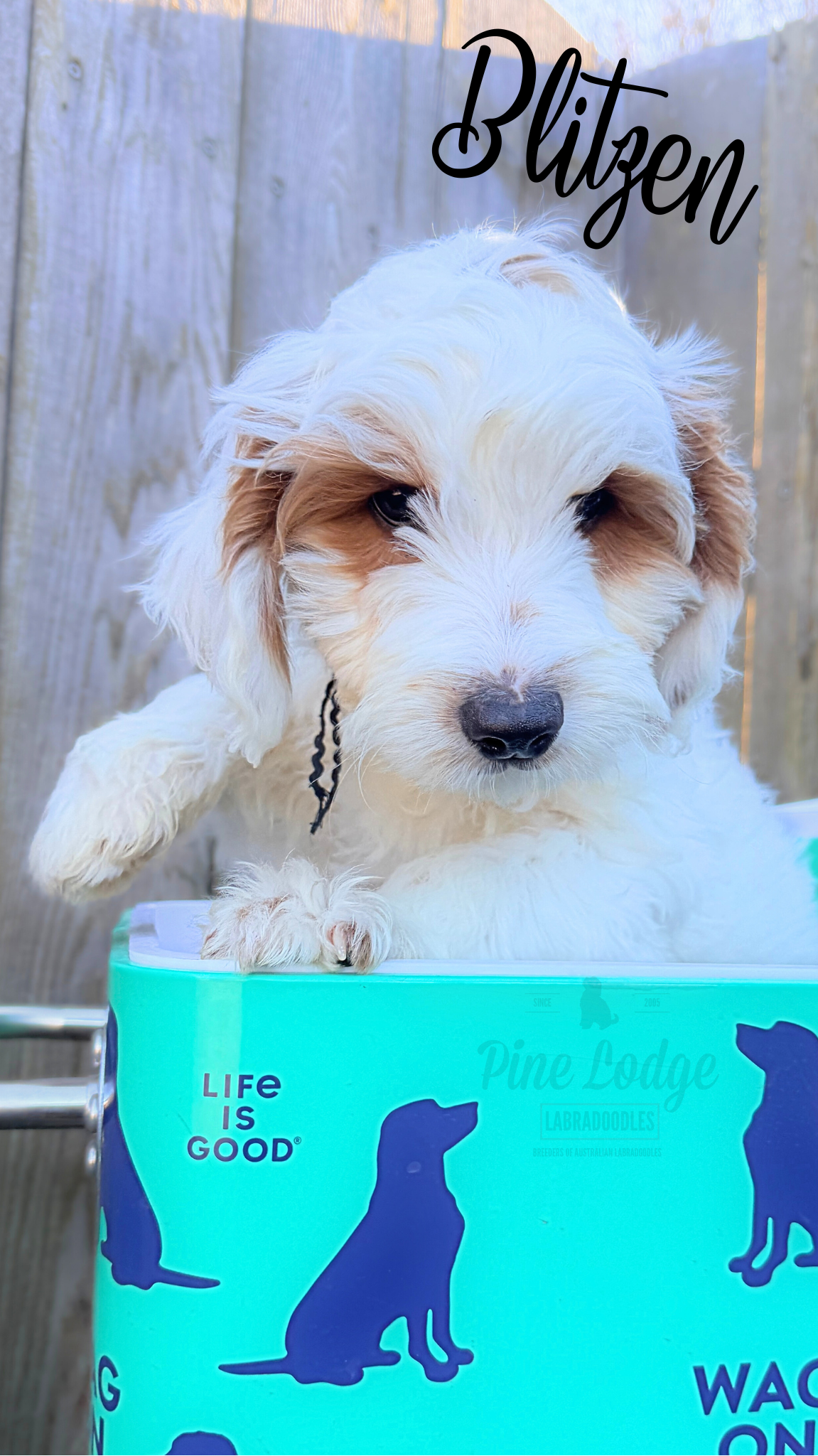 Purdy medium-sized labradoodle