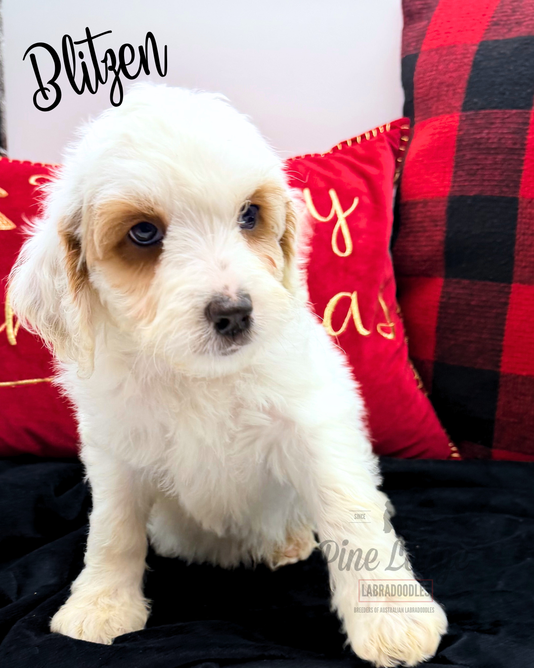 Purdy medium-sized labradoodle