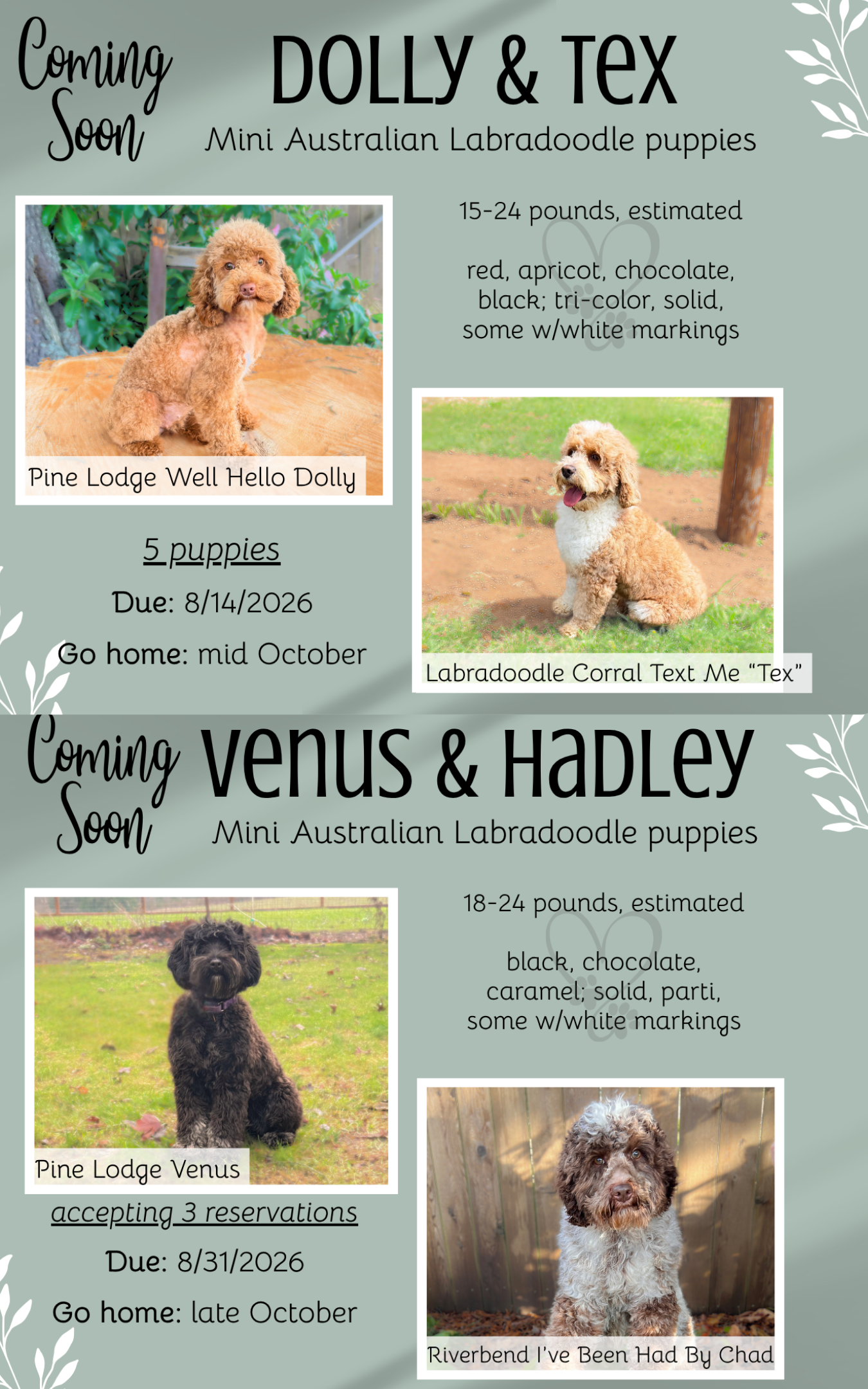 Announcement for puppy litters: Photos of two dogs, Dolly and Tex, with due/go-home dates and color details.
