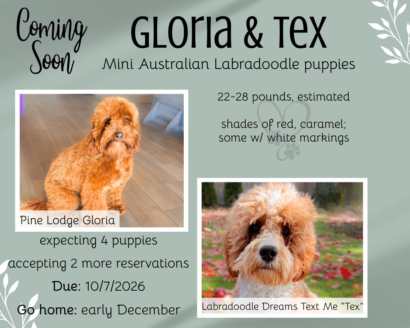 Announcement with photos of two dogs, Millie and Leo, with their due and go-home dates, and expected size and colors.