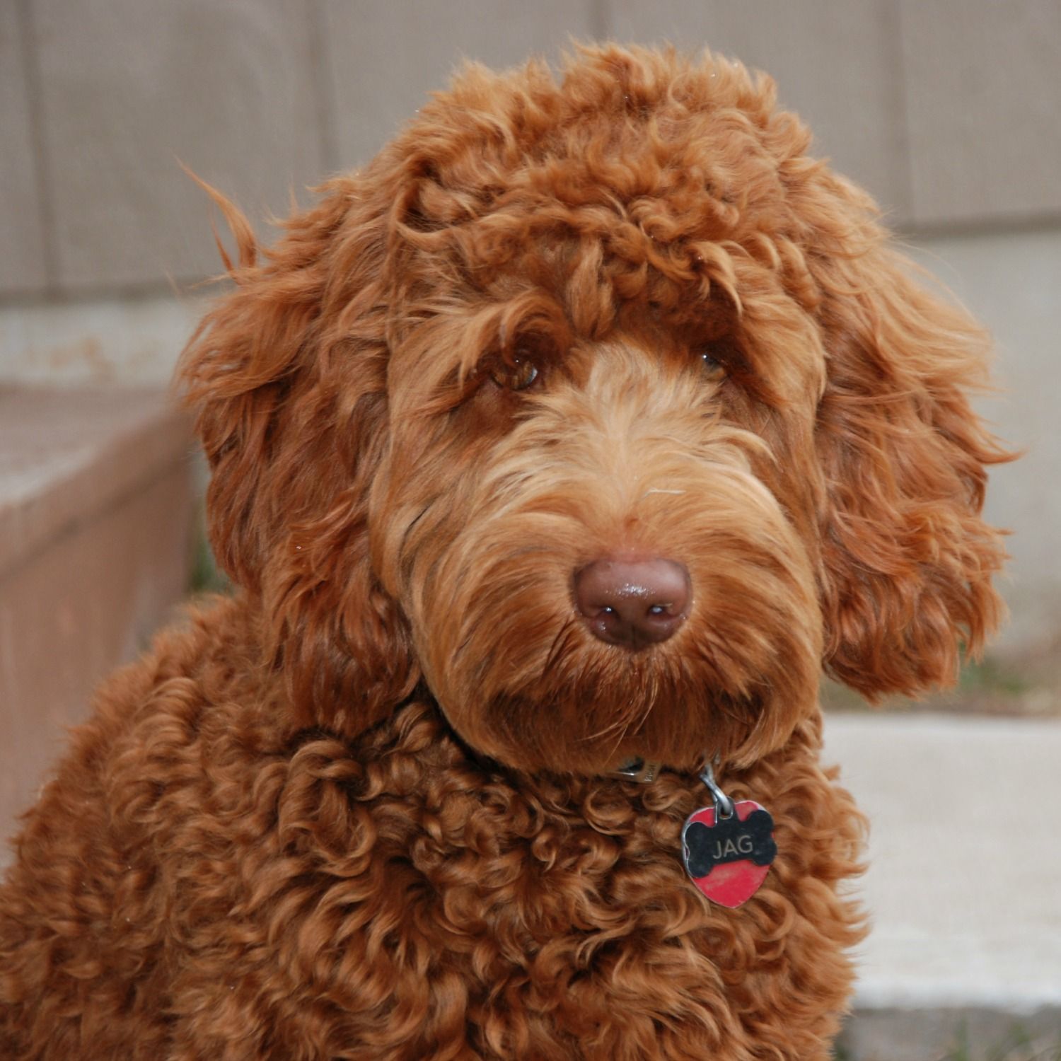A small brown dog is sitting on a pile of hay