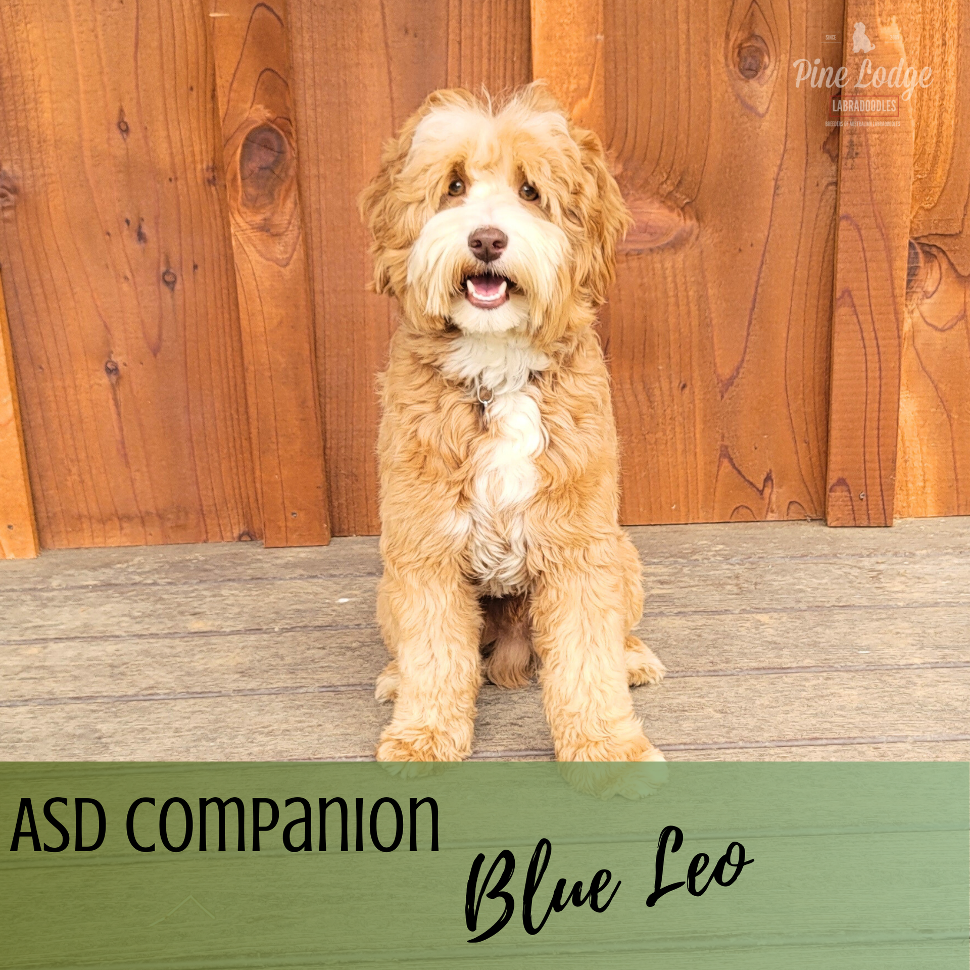 A brown and white dog is sitting on top of a mossy rock.