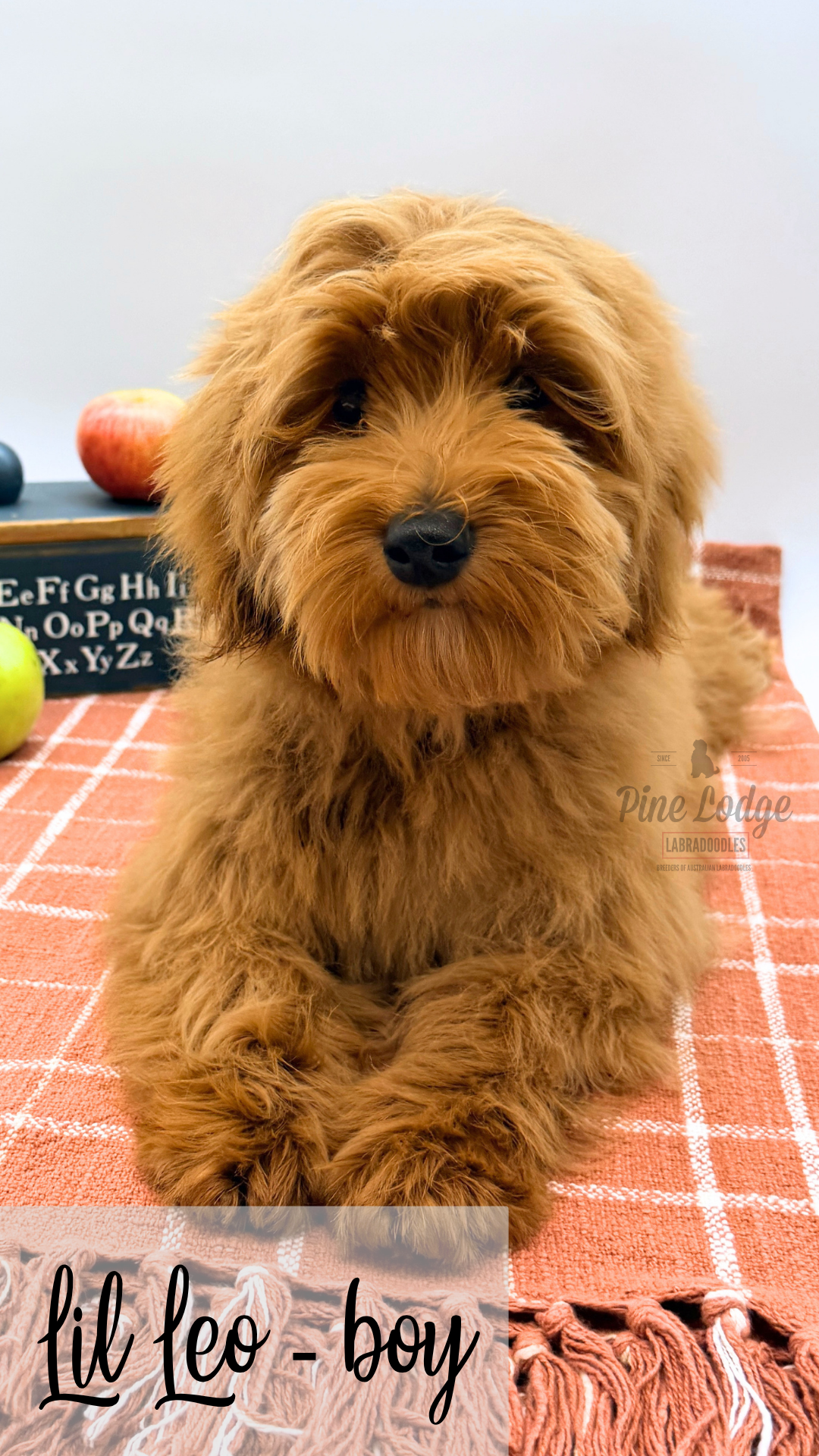 Twila medium-sized labradoodle