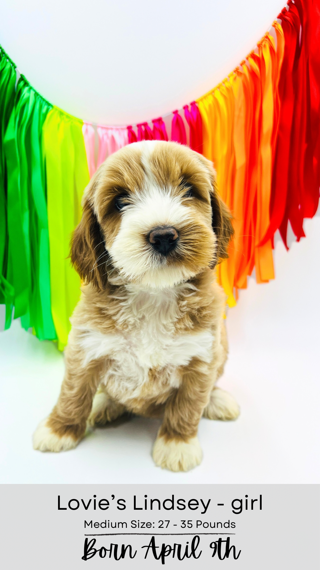 Lindsey medium-sized labradoodle