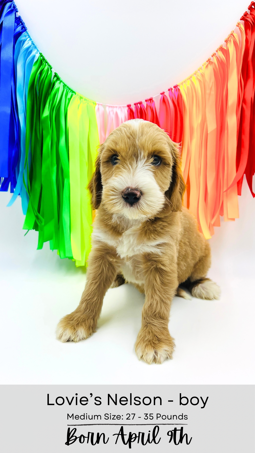 Nelson medium-sized labradoodle