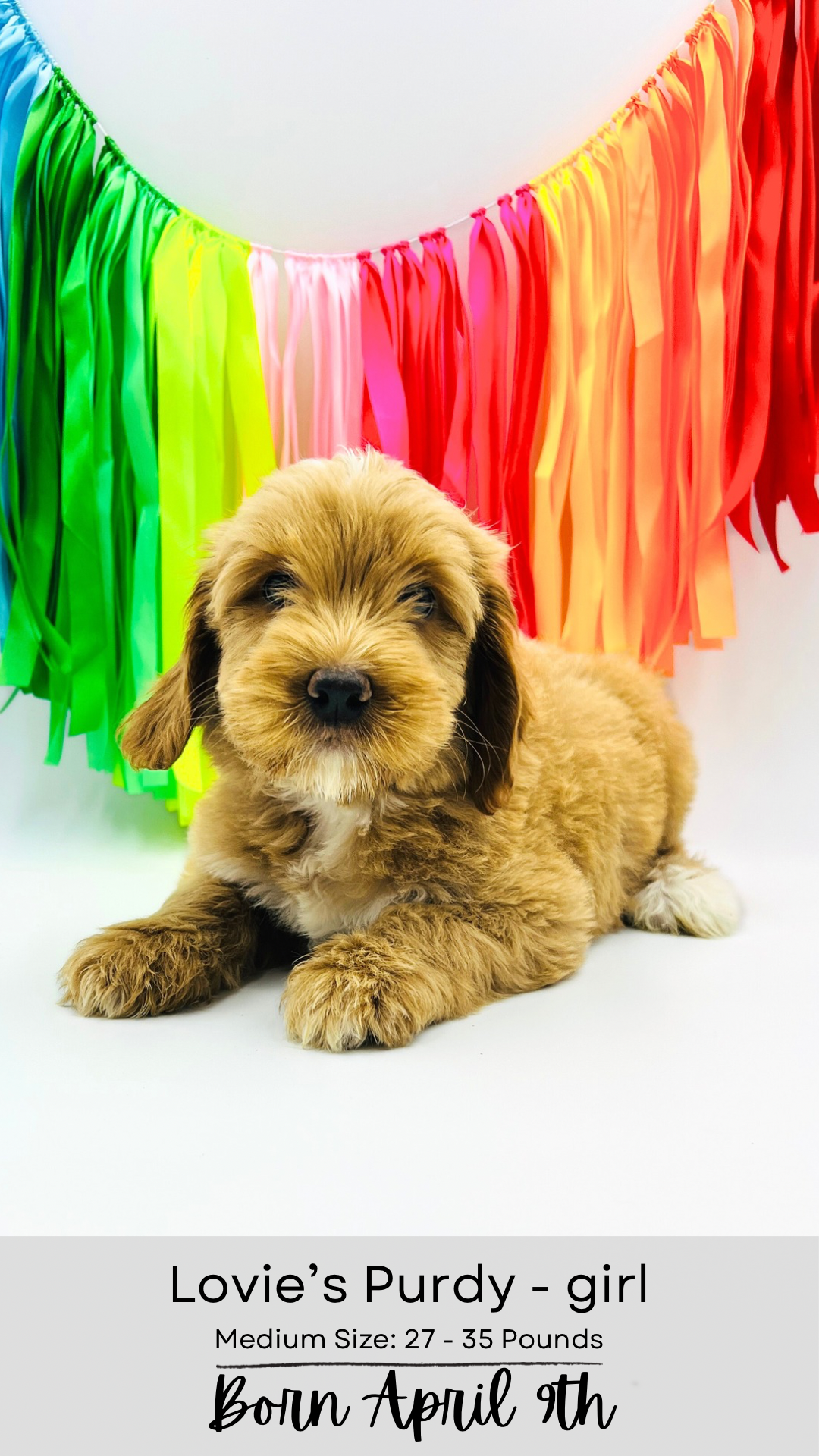 Purdy medium-sized labradoodle