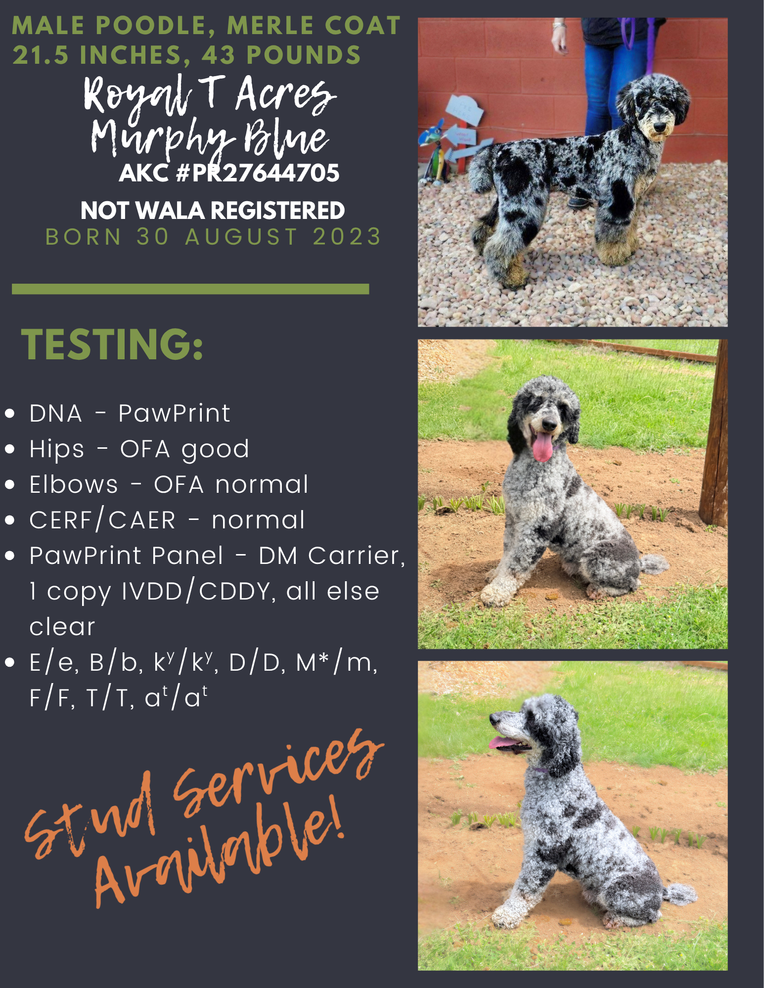 Merle poodle mix show dog flyer with three dog photos, testing details, and Grand Service Available text.